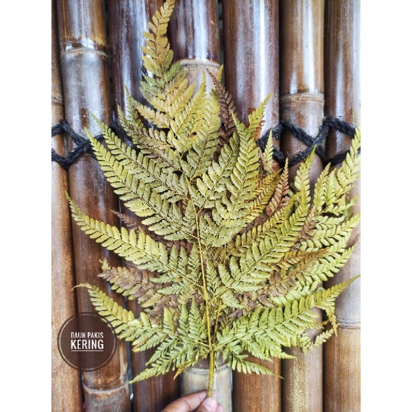 DAUN PAKIS KERING NATURAL WARNA HIASAN BUKET HAMPERS DEKORASI DRIED LEAF