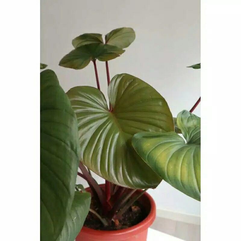 homalomena rubescens