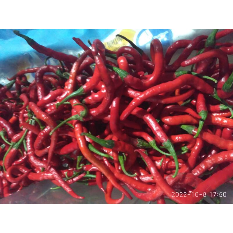 

Cabe Merah Organik (Non pestisida)
