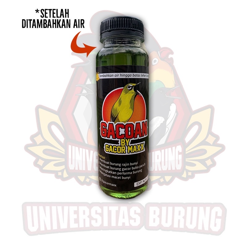 DOPING PLECI GACOAN vitamin tambahan pleci cepat gacor ngalas