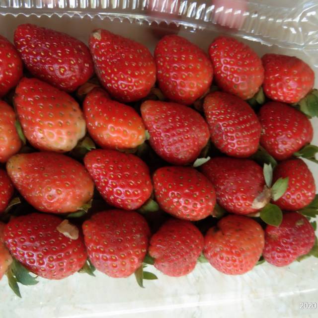 

Strawberry Fresh 1 pack