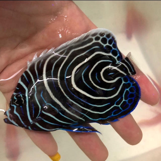 

ikan hias laut bluestone asli