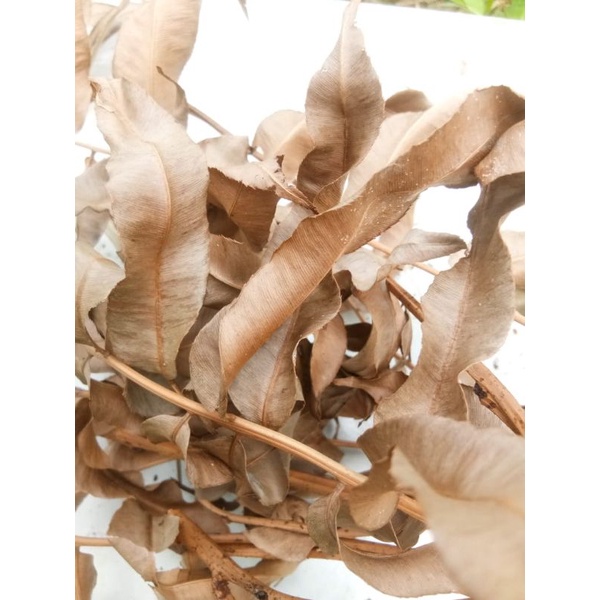 DAUN KELAKAI KERING 100 gram