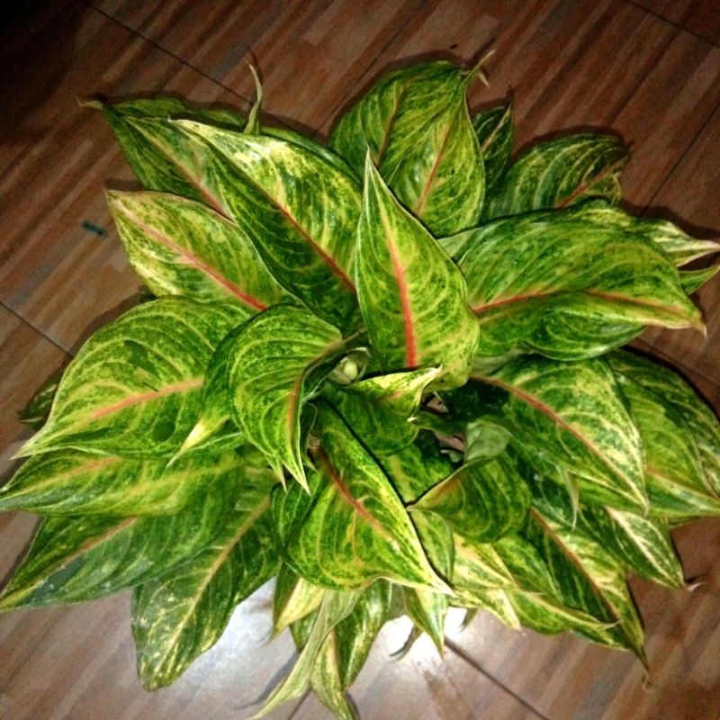 aglaonema panama dan red borju