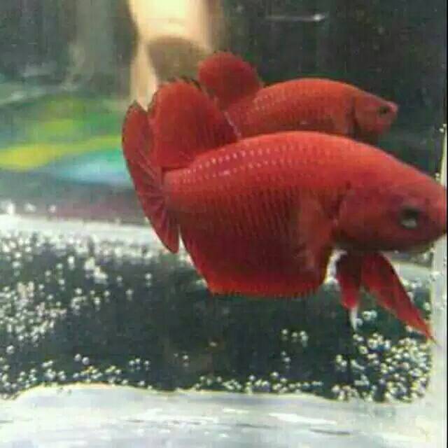 Ikan Cupang Plakat Super Red Satu Pasang Shopee Indonesia