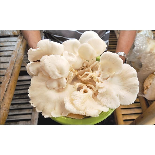 

Jamur Tiram ORGANIK 250gr