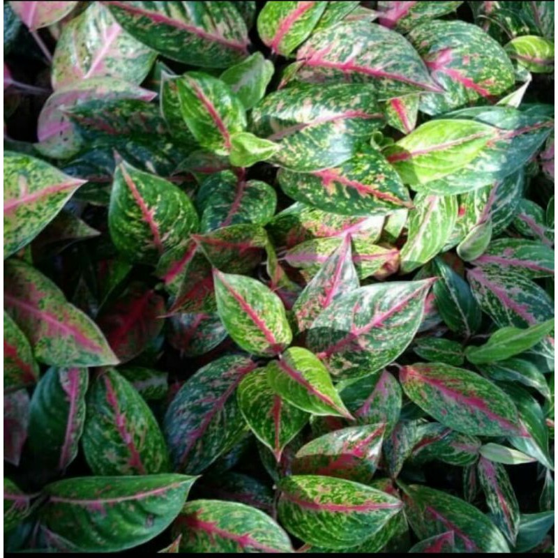 Tanaman hias Aglonema big Mama-Aglonema big mama