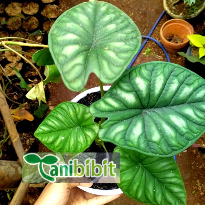 Tanaman Hias Alocasia Dragon Scale Atau Keladi Tengkorak