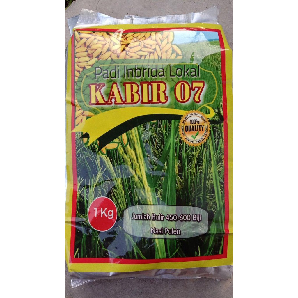Benih Padi Inbrida Kabir 07