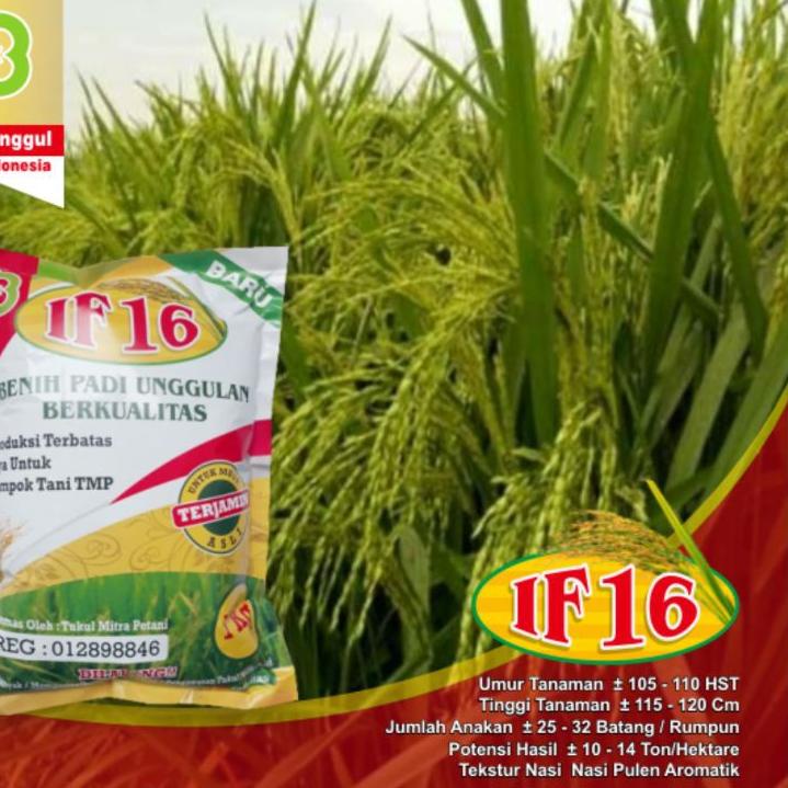 ✼ Benih Padi IF 16 / Bibit Padi IF 16 AB2TI ☇