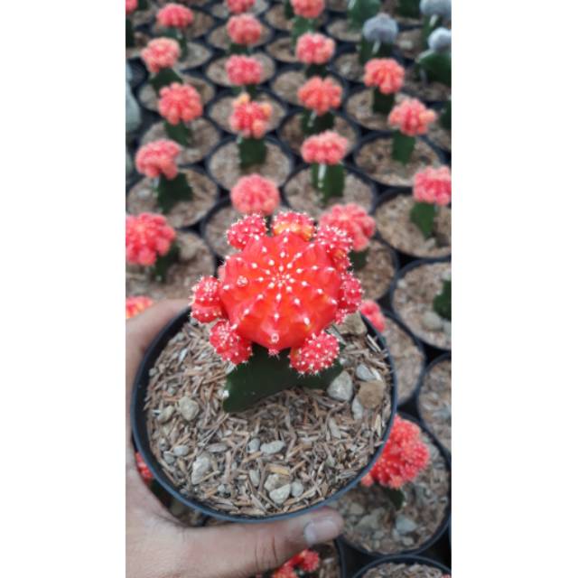 Gymno Red and Yellow Import