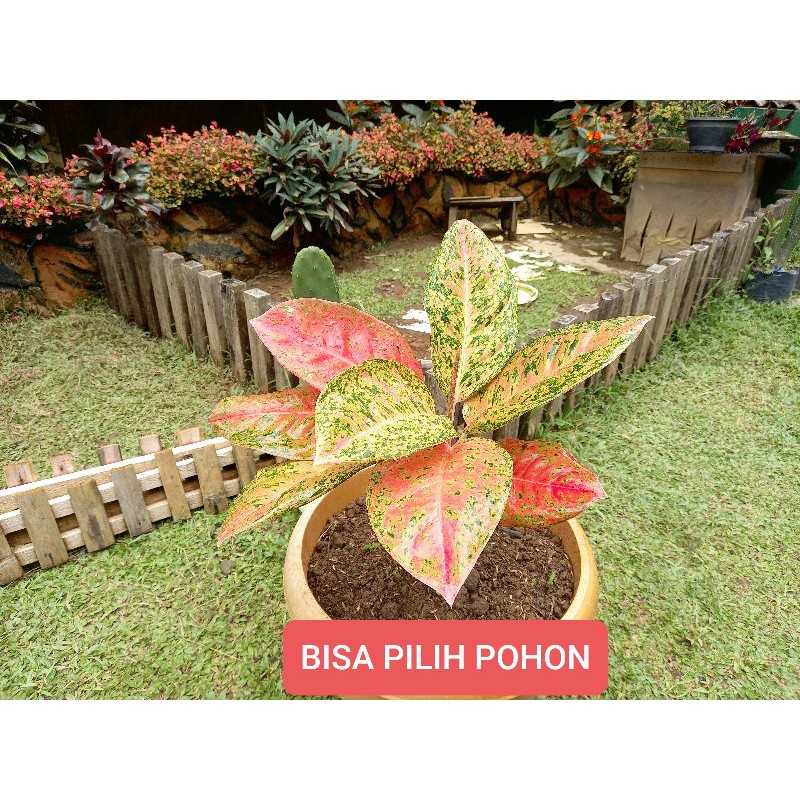 AGLONEMA HIJAU MERAH / AGLONEMA HIJAU PINK / AGLONEMA BIG ROY