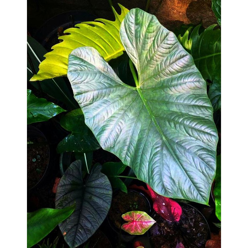 alocasia alba