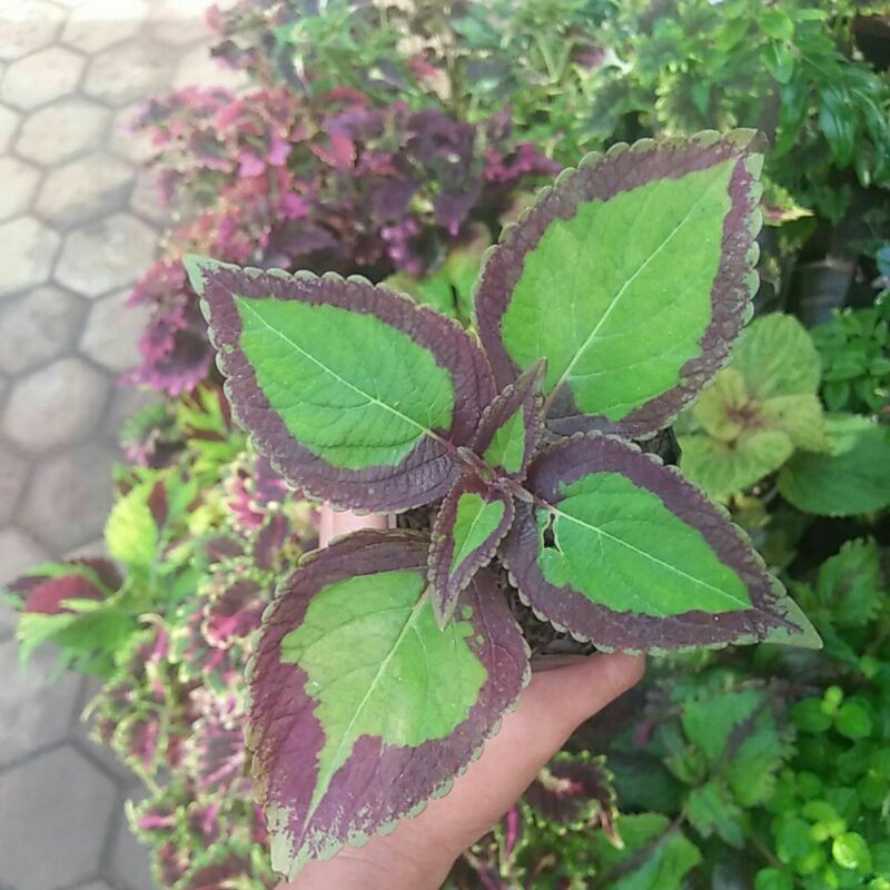 Miana id: Bolu pandan