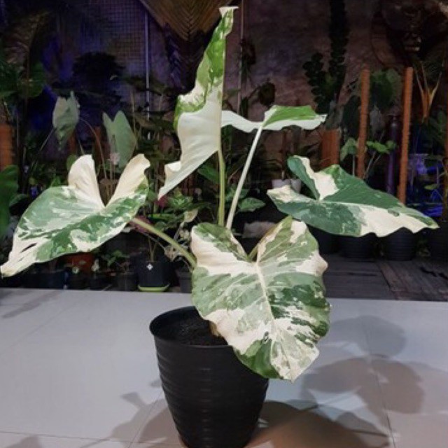 bonggol umbi alocasia macrorrhiza variegata