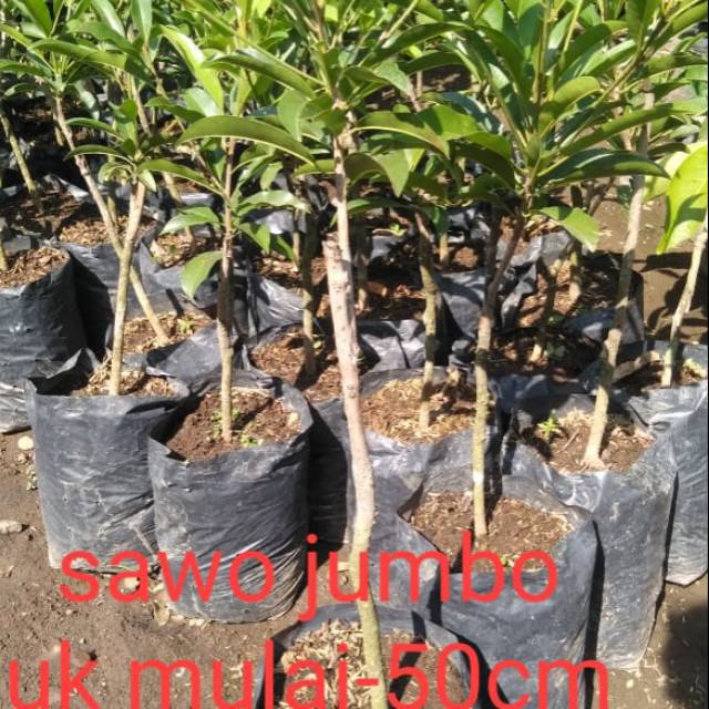 

Buah sawo