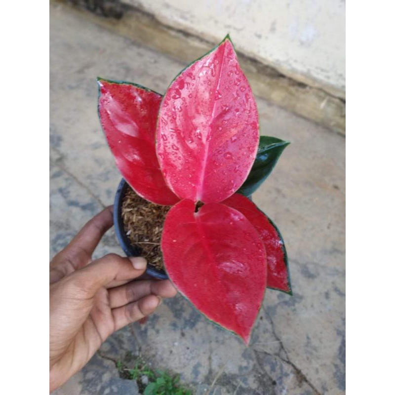 bunga aglonema suksom jaipong tangkai pendek culture Kultur super / stang pendek