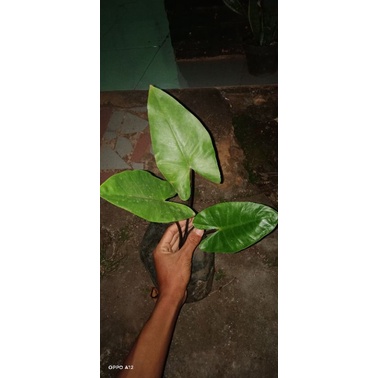 tanaman sente Bali/sente hitam/bibit sente hitam/tanaman hias sente bali