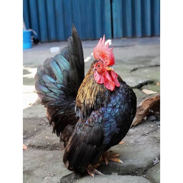 TELUR AYAM HIAS SERAMA / KATE SIAP DITETASKAN