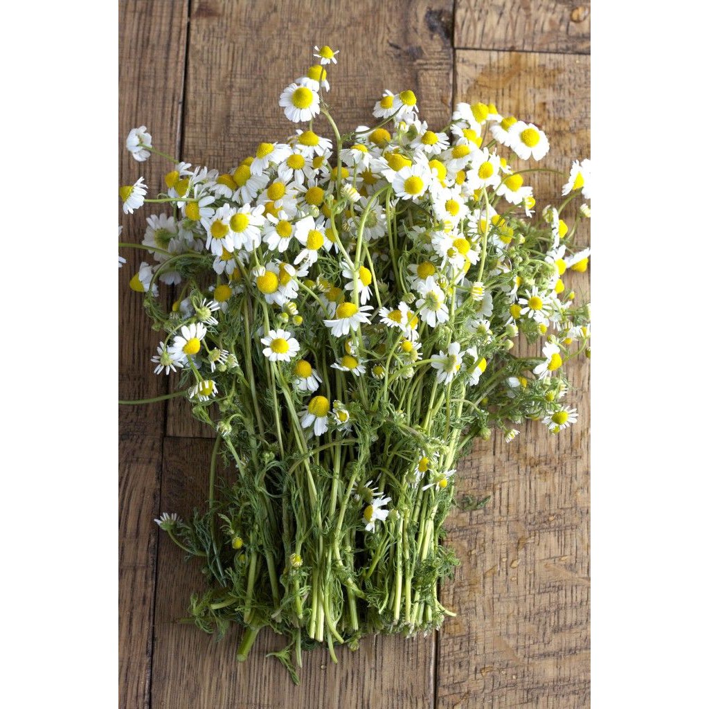 Benih Bibit Biji - Bunga Common Chamomile German Camomile Flower Seeds - IMPORT