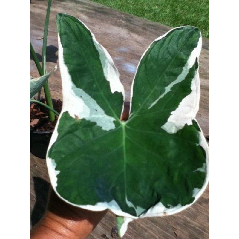 alocasia xanthosoma