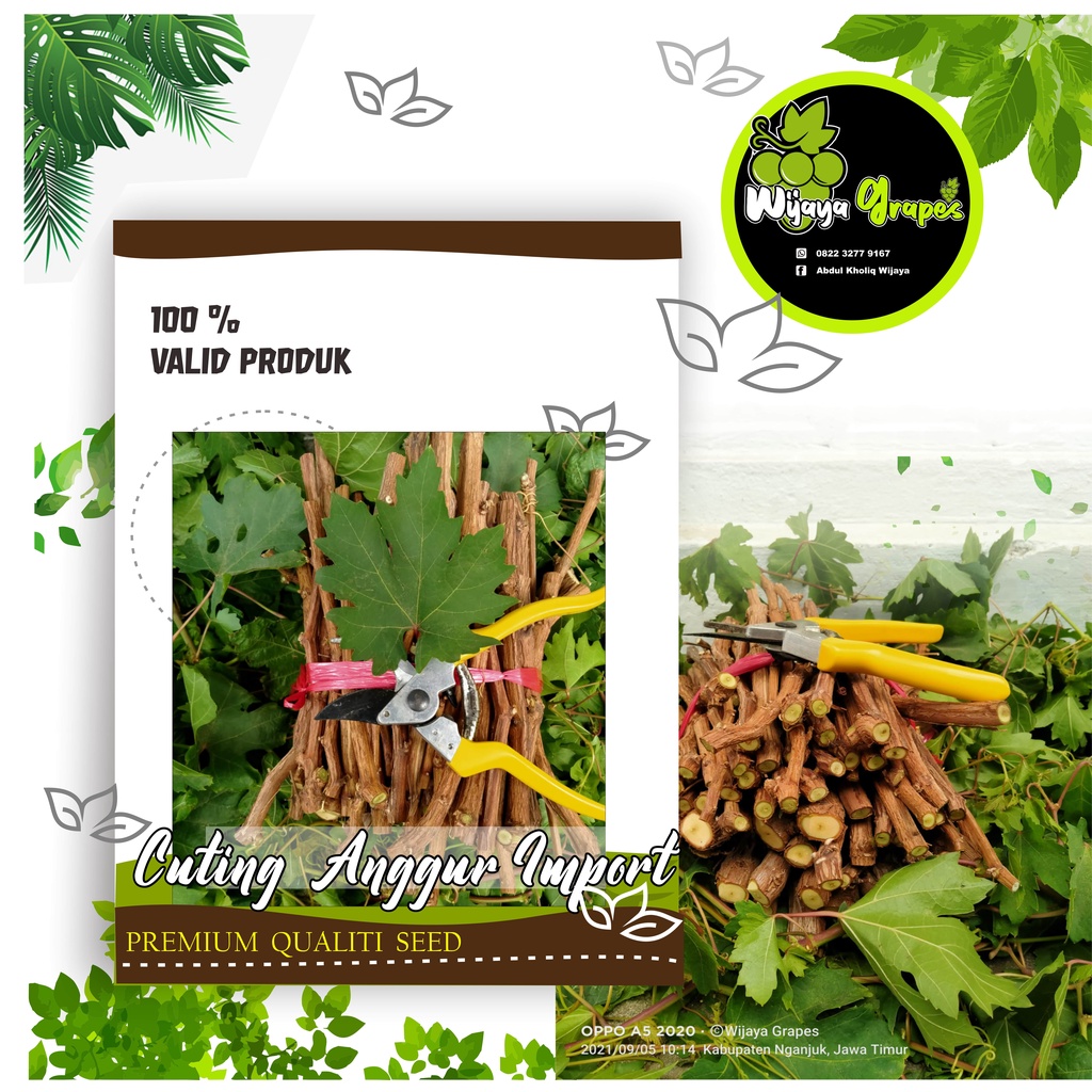 Cutting Anggur Impor Berbagai Varietas