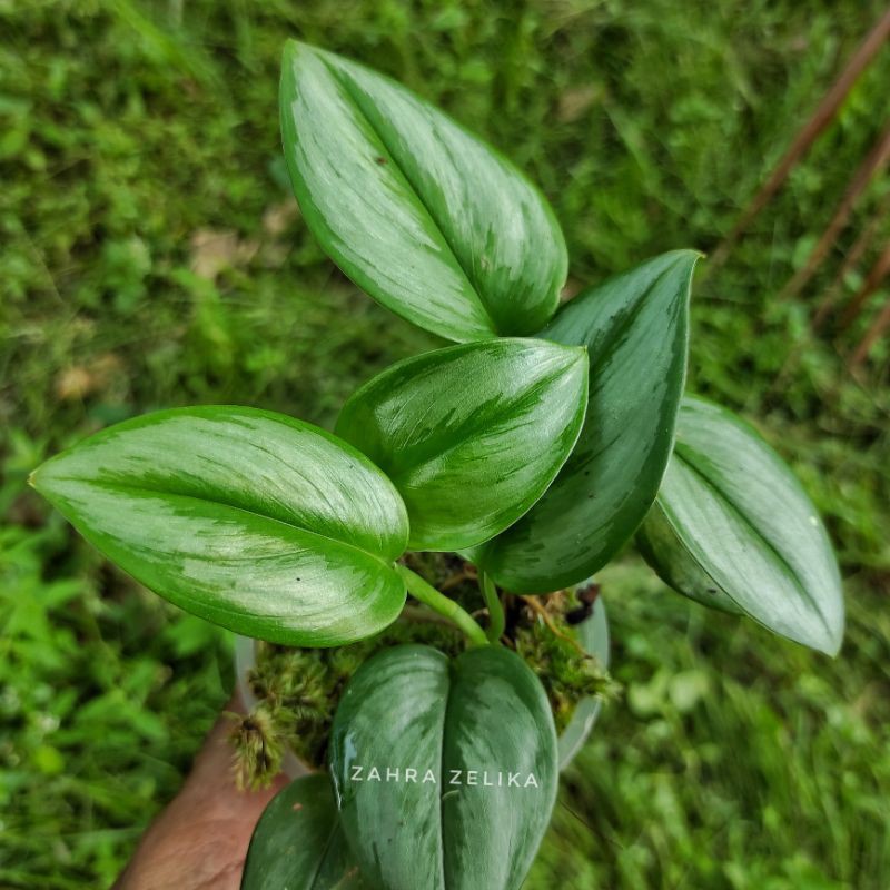 3 paket scindapsus sp borneo