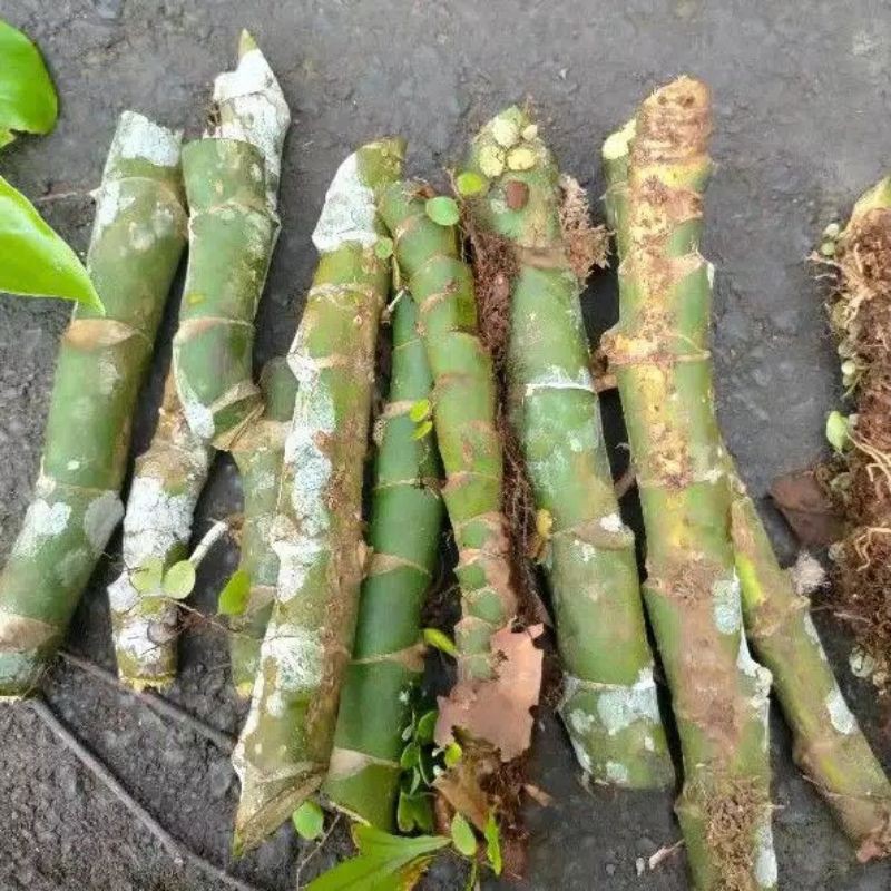 

Bibit bonggol janbol lokal monstera