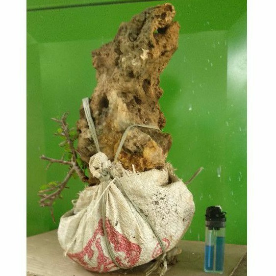 Bonsai Serut On The Rock