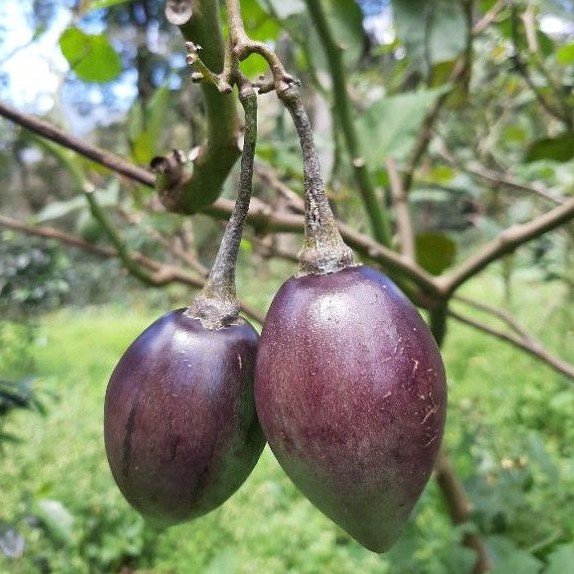 

Buah Terong Belanda 1kg Buah budidaya ciwidey