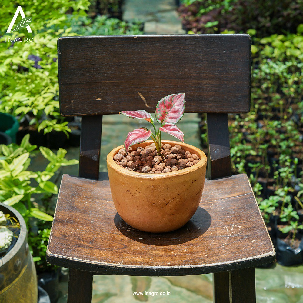 AGLAONEMA BLACK MAROON