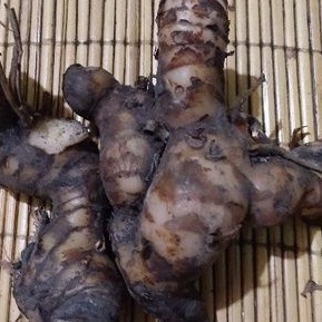 

Laos segar 200 gram (umbi) bumbu masak