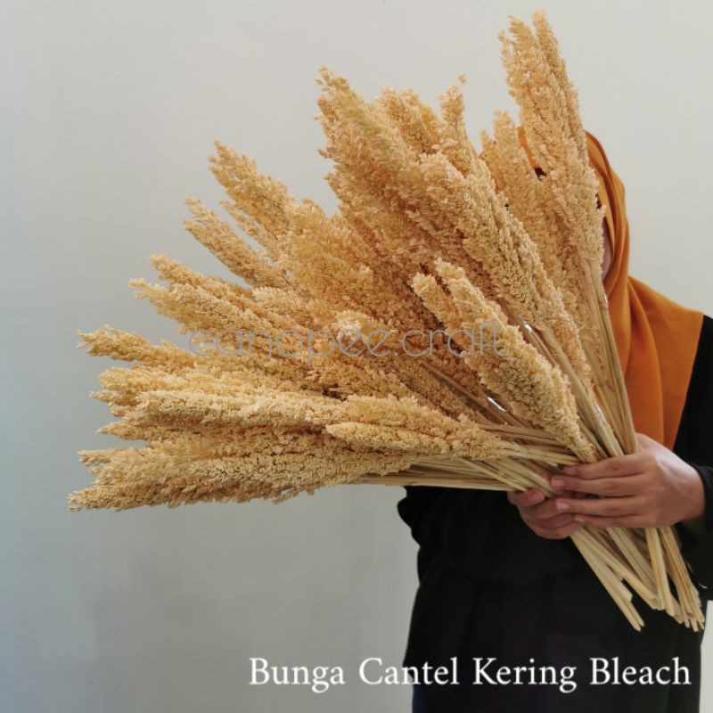 BUNGA KERING CANTEL SORGUM WARNA KREM Shopee Indonesia BUNGA KERING CANTEL SORGUM WARNA KREM Shopee Indonesia