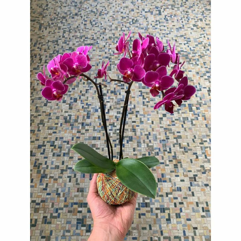 [SUDAH BERBUNGA] KOKEDAMA ANGGREK BULAN JUMBO SPIKE JUMBO 2Spike