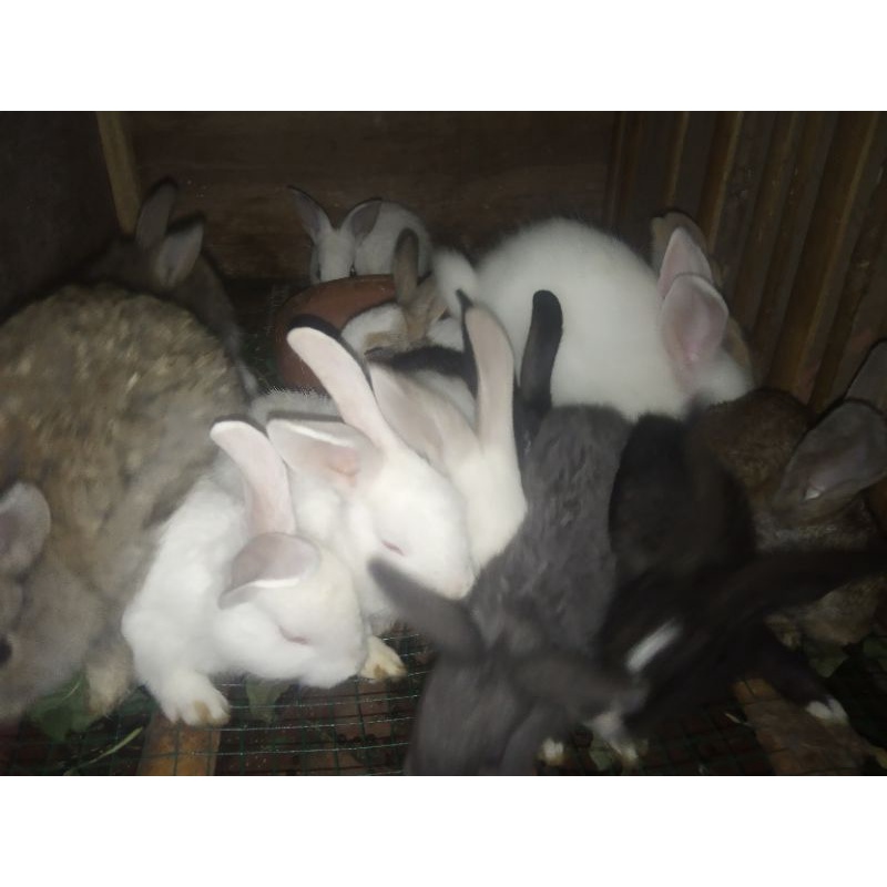 anakan kelinci anggora lokal umur 1,5 bulan