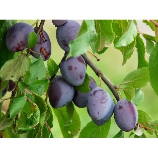Tanaman Buah Plum Ungu