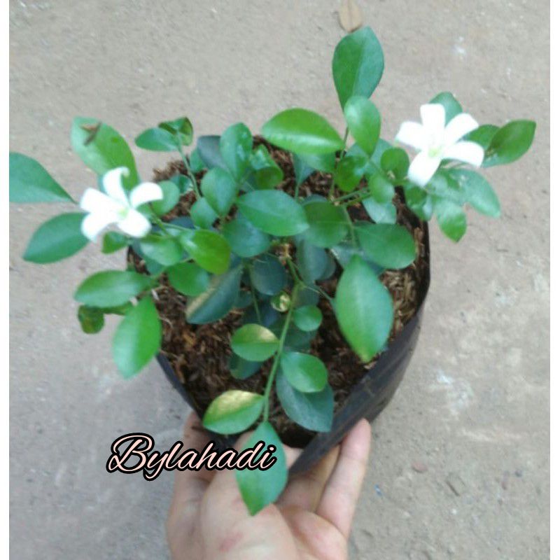Bahan Bonsai Kemuning