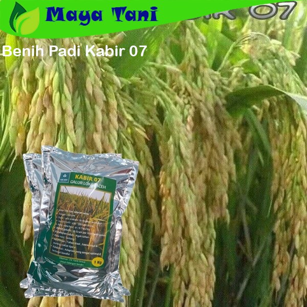 Benih Padi Kabir 07 Galur Lokal