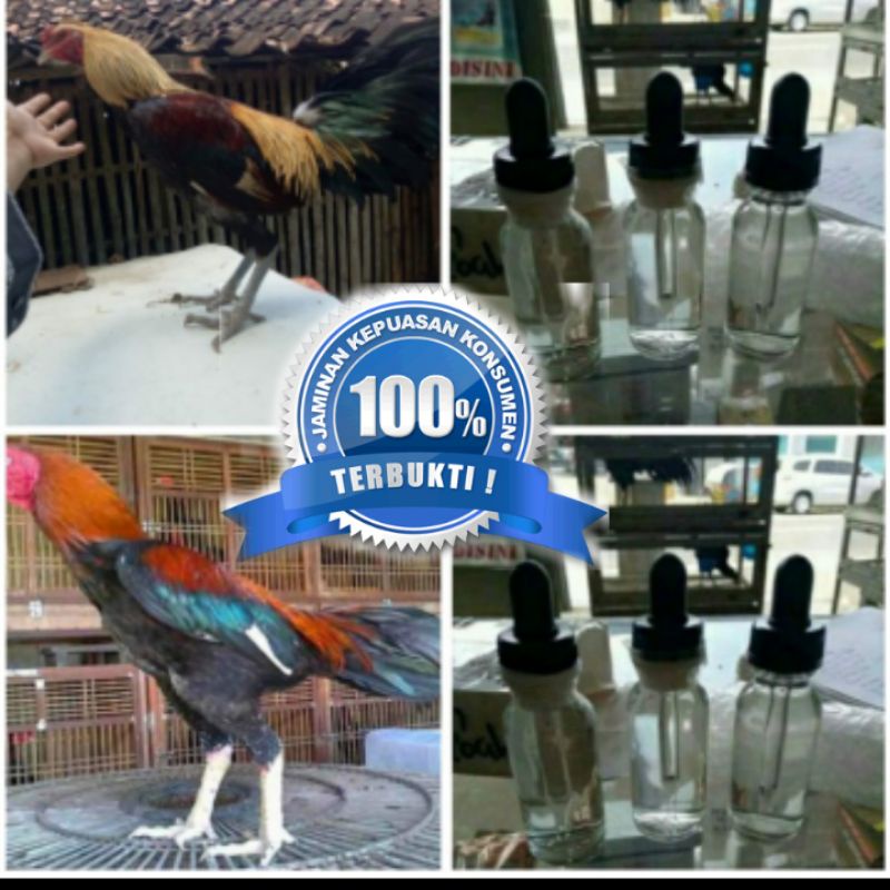 Racing Horse Doping Ayam Aduan Asli Kuat