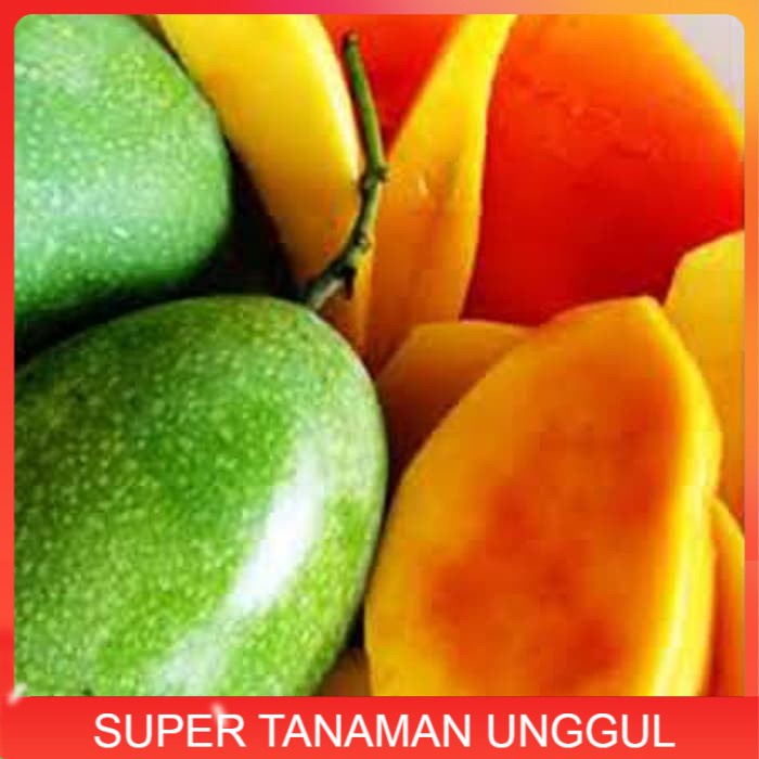 Bibit Mangga Manalagi Pohon Mangga Bibit Buah Mangga Manalagi