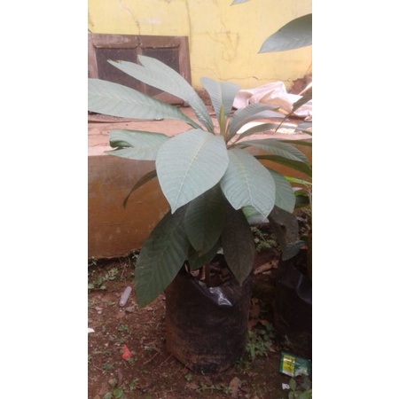 mamey sapote sanur tazumal