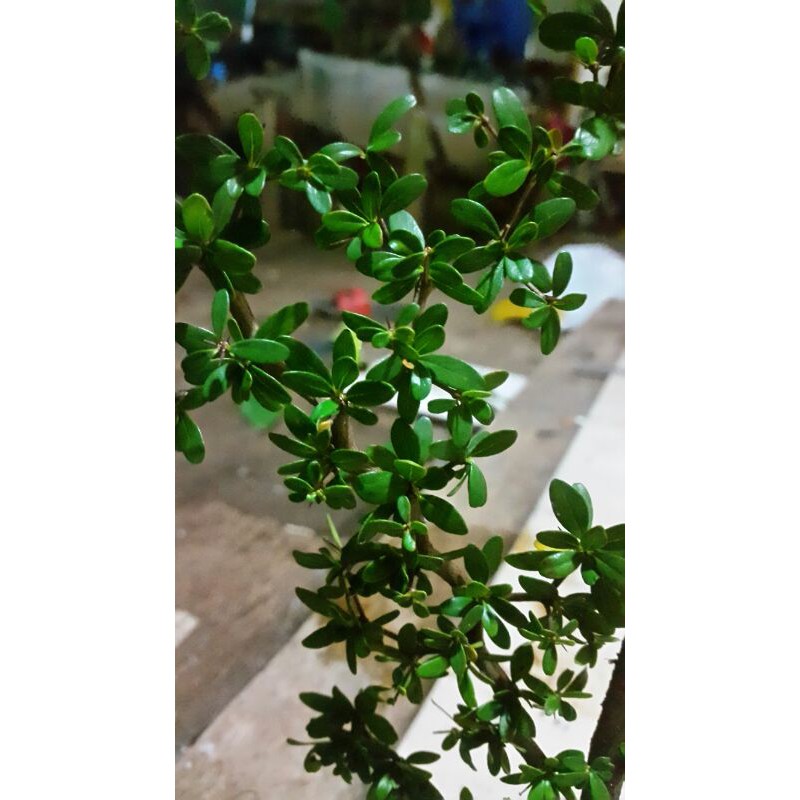 BAHAN BONSAI BUCIDA SPINOSA | KETAPANG MICRO | BLACK OLIVE
