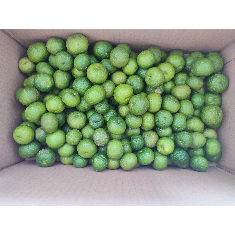 

jeruk limau per 10kg