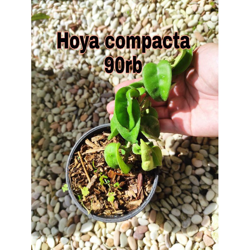 hoya compacta