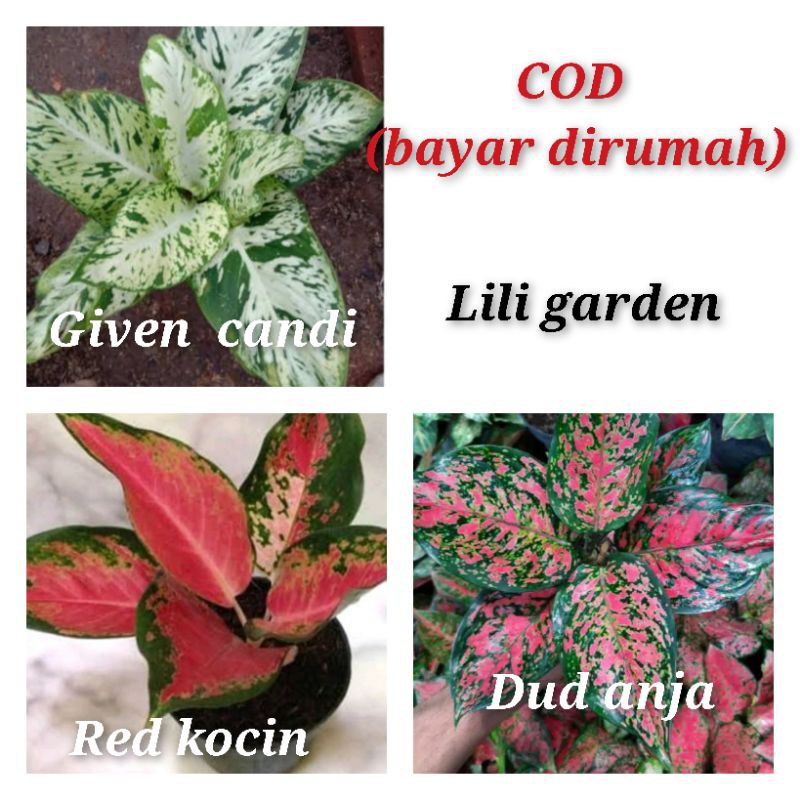 Bunga Aglonema paket 3 jenis murah ukuran remaja jenis sesuai gambar