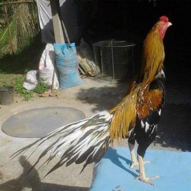 Telur Fertil Ayam Ekor Lidi