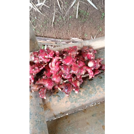 

Jahe merah