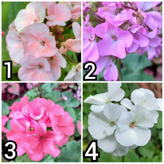 Bunga Geranium