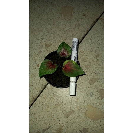 TANAMAN HIAS KELADI DWI WARNA ANAKAN