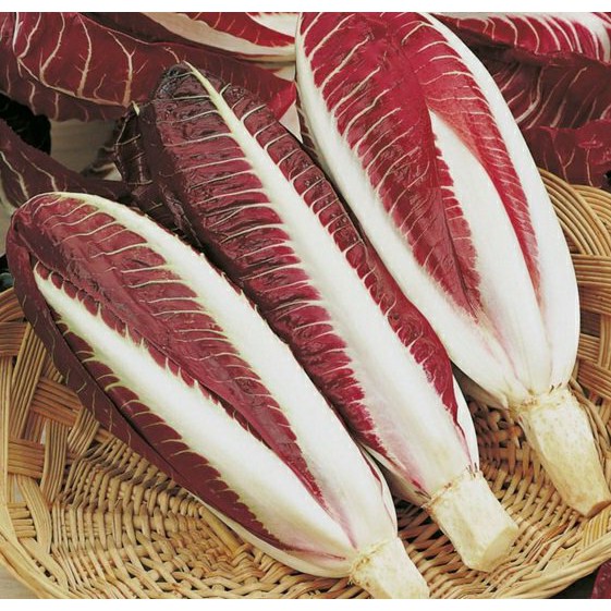 Benih Bibit Biji - Radicchio Rossa di Treviso precoce / Sawi Merah Italia Red Chicory - IMPORT